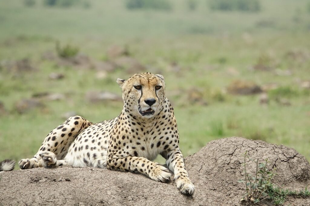 wildlife, nature, mammal, animal, safari, cheetah, kenya, masai mara, cheetah, cheetah, cheetah, cheetah, cheetah, masai mara