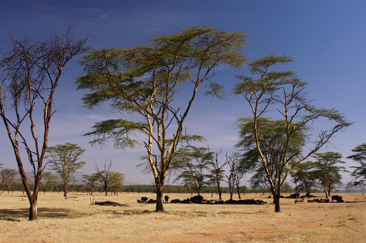 africa, kenya, safari, nature, wildlife, wild, animal, wilderness, landscape, sky, savannah, tree, buffalo, cape buffalo, lak