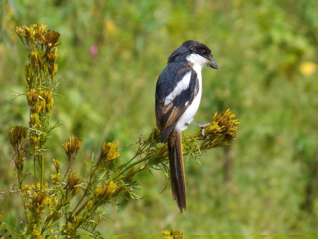 bird, nature, black, colorful, bird photography, blue, fly, feathers, animals, wings, outdoor, shift graphix, kenya, nakuru,