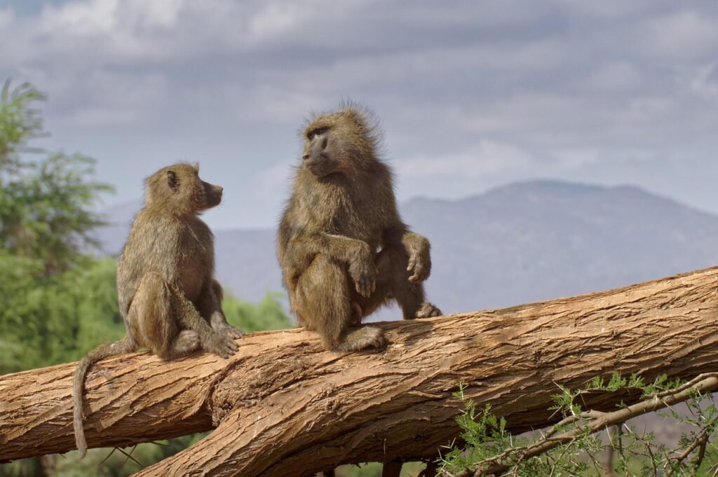 baboon, monkey, africa, wildlife, samburu, kenya, mammal, family, baboon, baboon, baboon, baboon, baboon, africa, africa, sam