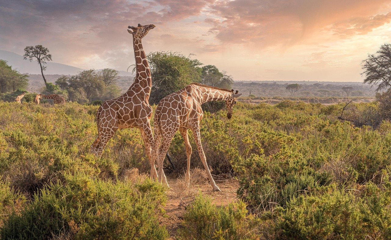 giraffes, animals, safari, wildlife, savannah, nature reserve, nature, kenya, samburu, africa, landscape, giraffes, savannah,