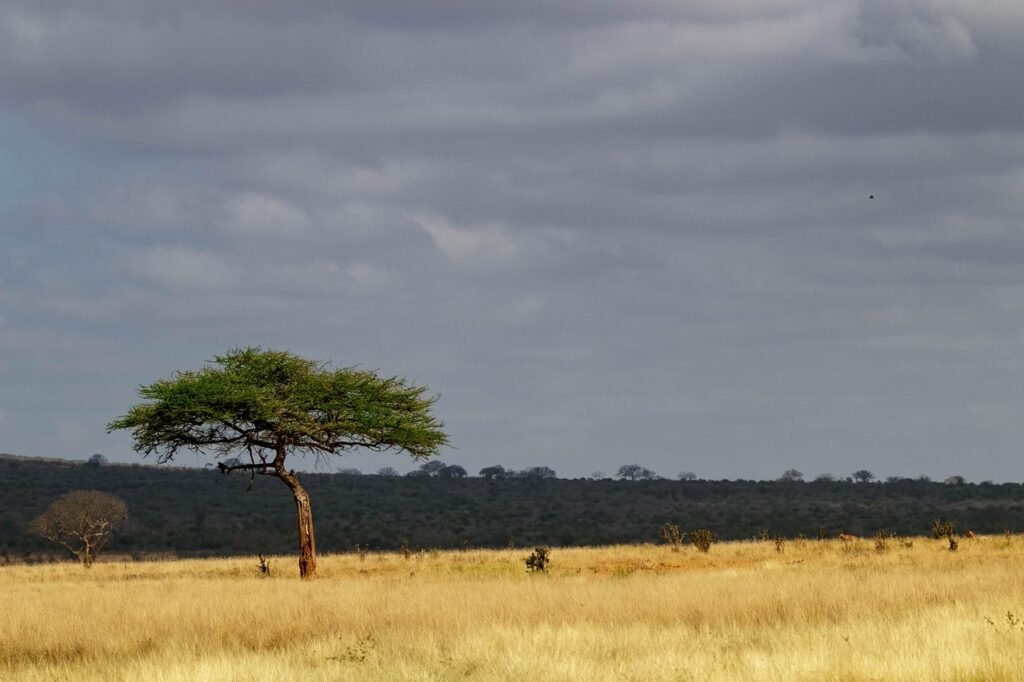 africa, kenya, safari, nature, national park, landscape, tsavo