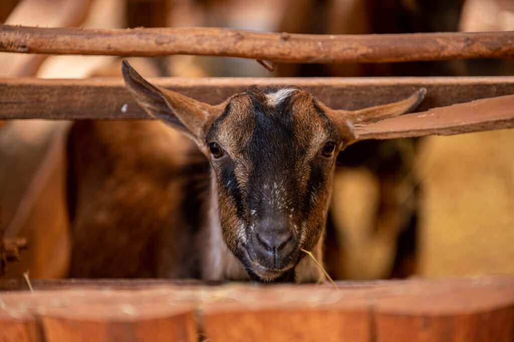 A close-up view of a goat in a rural farm setting in Limuru, Kenya.