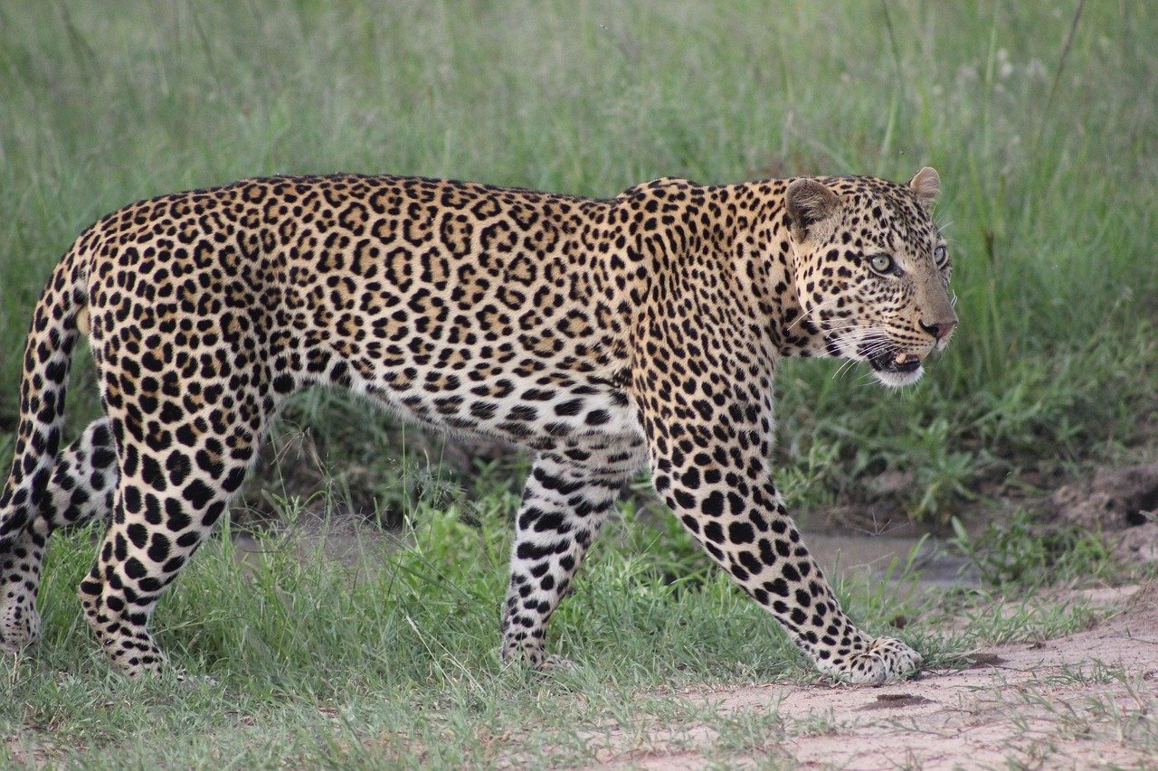 safari, kenya, masai mara, leopard, wild life, green life, masai mara, masai mara, masai mara, masai mara, leopard, leopard,