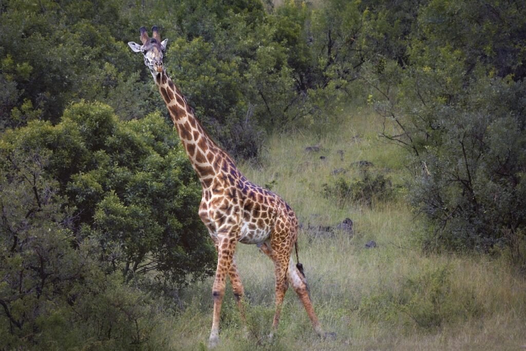 animal, giraffe, wild, wild life, africa, nature, kenya, nikon, safari