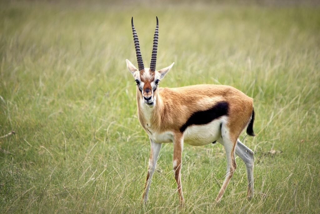 animal, gazelle, wild, wild life, nature, africa, nikon, kenya, safari