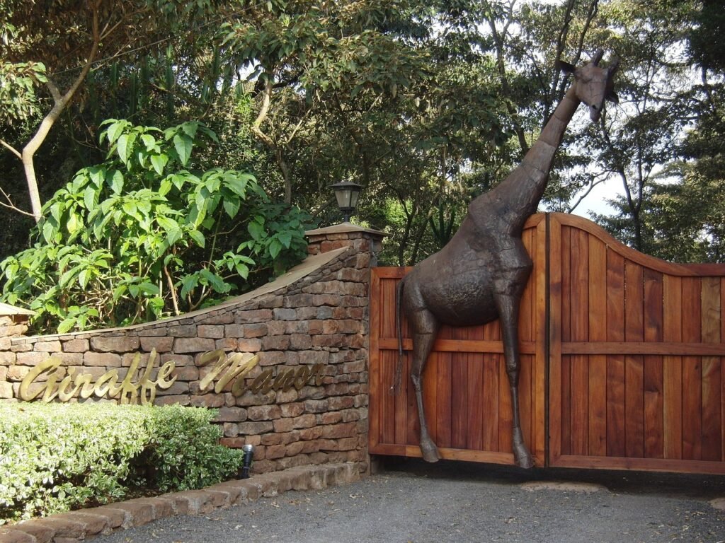 giraffe, kenya, nairobi, animal, african, wild, mammal, neck, reserve, park, nature, habitat, environment, zoo, species, outd