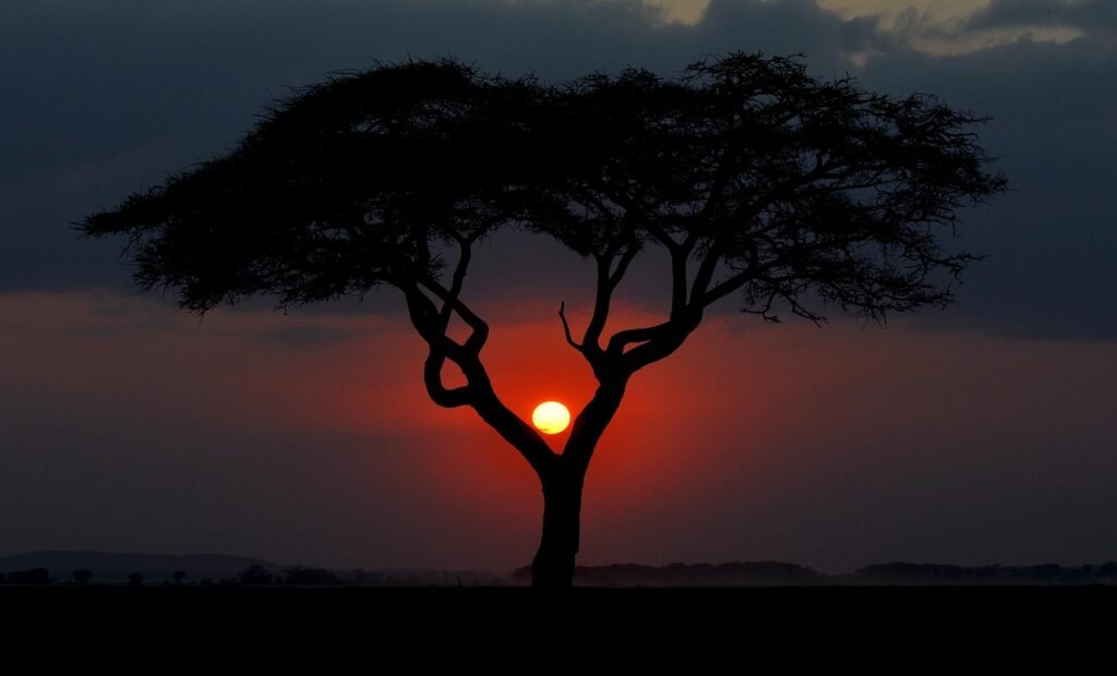 kenya, sunset, africa, nature, sun, outdoors, kenya, kenya, kenya, kenya, kenya