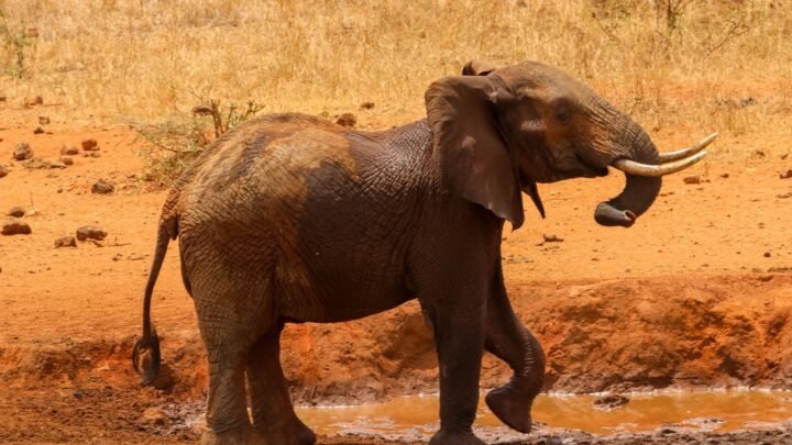Why Local Knowledge Matters for Escorts in Njoro: Navigating Geography and Community