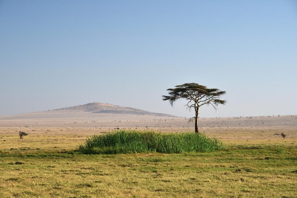 trees, steppe, landscape, safari, nature, lewa, kenya, africa