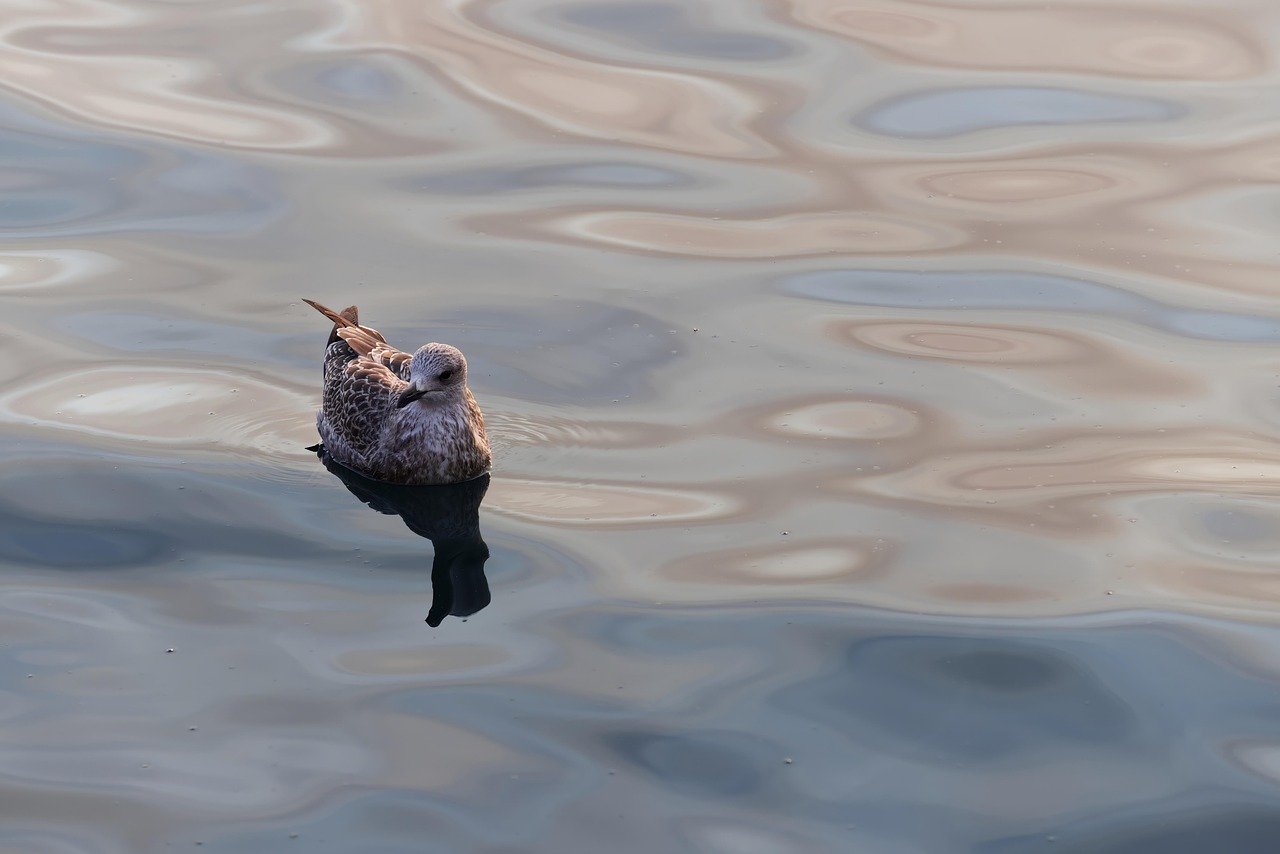 silver gull, bird, animal, gull, seagull, coastal bird, seabird, beak, plumage, avian, wildlife, ocean, nature