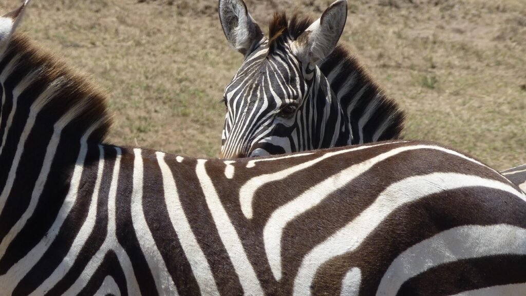 zebra, view, kenya, head, safari, strip, wild animal, close up