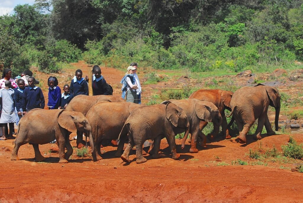 elephants, orphans, nairobi, kenya, africa, elephant, baby, ranger, sheldrick trust, endangered species, conservation, orphan