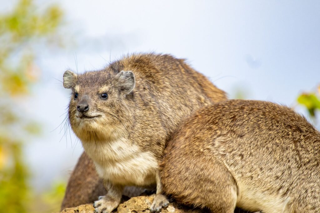 A detailed shot of rock hyrax resting on a sunny day in Nairobi, Kenya.