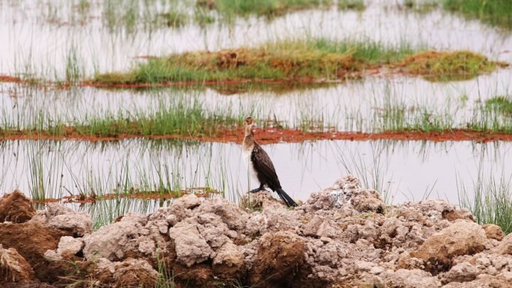 Finding Ways to Meet in Langas: A Calm Look at the Options