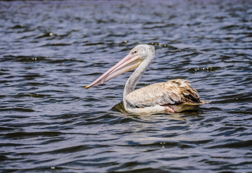 pelican, red pelican, lake, lake naivasha, kenya, africa, waters, bird, wildlife, nature, water bird, plumage, swim, pelecanu