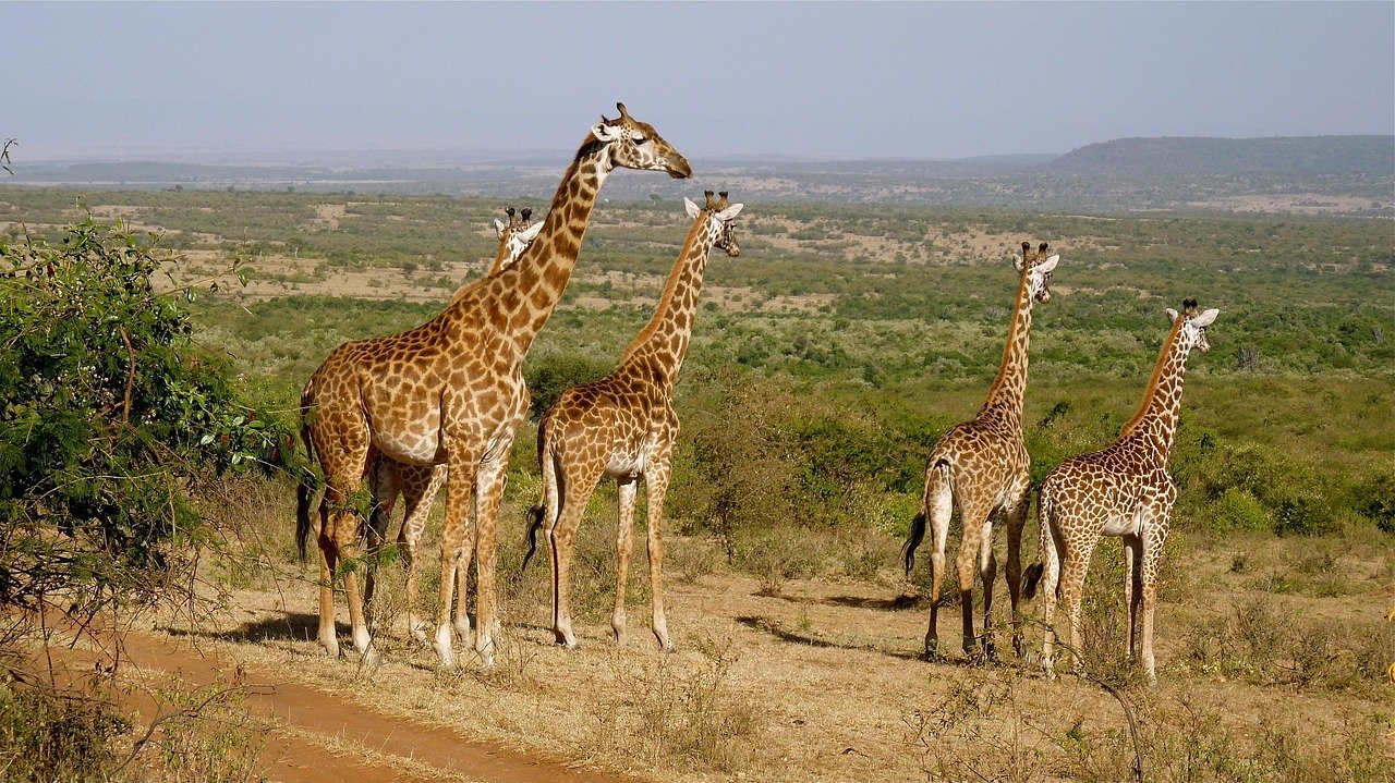 giraffes, kenya, national park, wildlife, safari, kenya, kenya, kenya, kenya, kenya