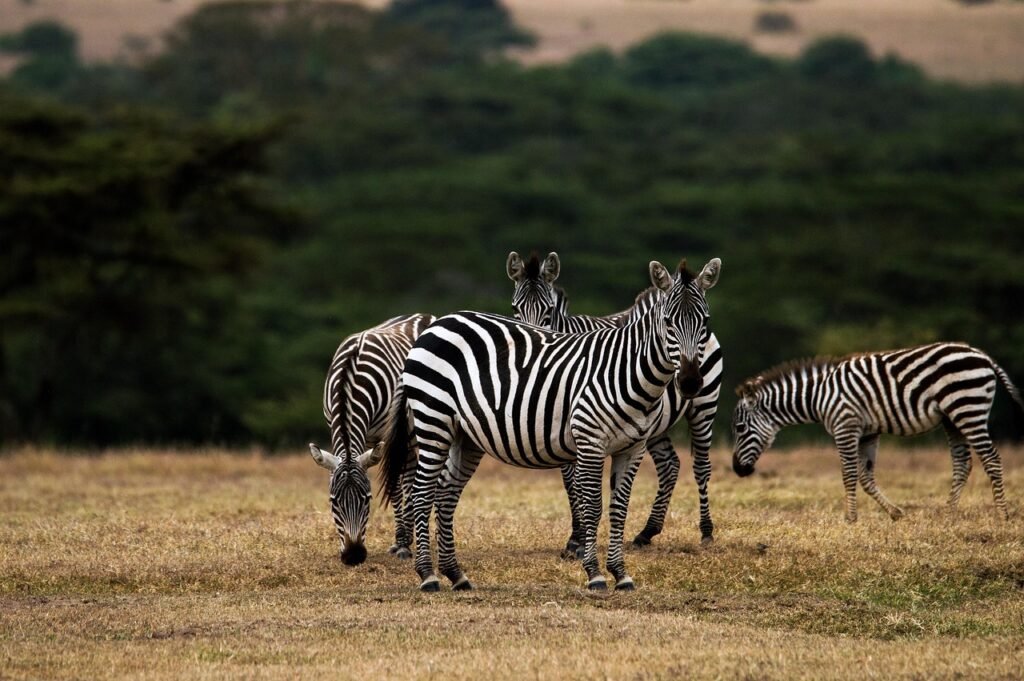 zebra, africa, kenya