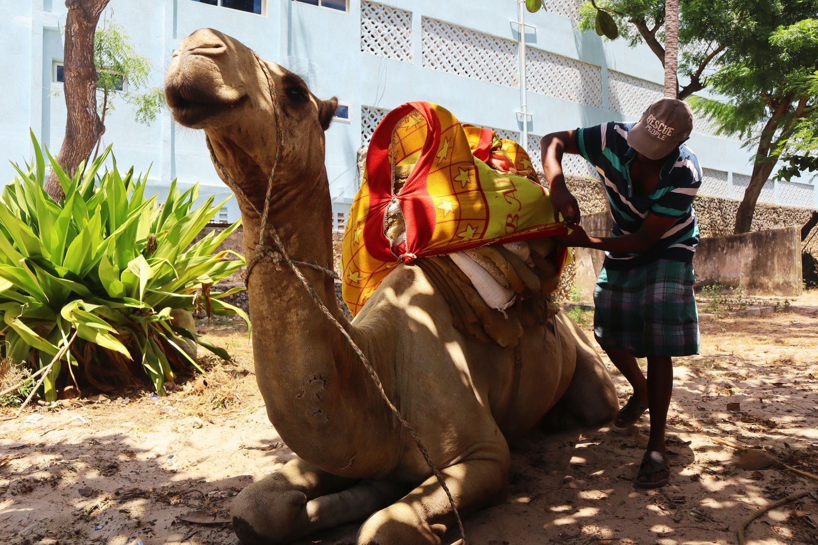 A man prepares a camel with vibrant fabric for a ride in sunny Mombasa, Kenya.