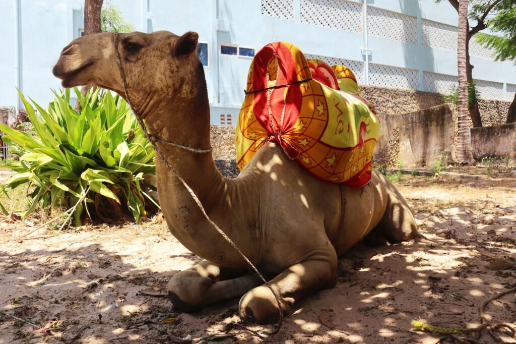 A camel resting with a colorful saddle in Mombasa, Kenya, showcasing traditional culture.