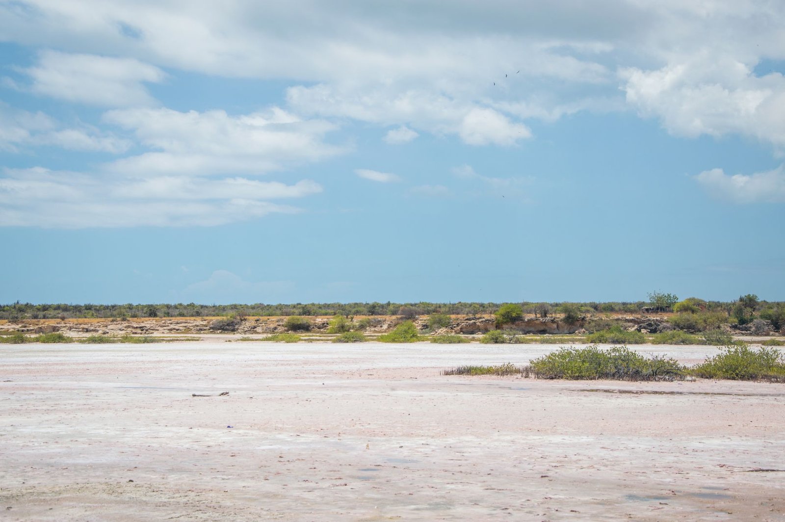 Vast desert scene under a clear blue sky, featuring sparse greenery and distant horizon.