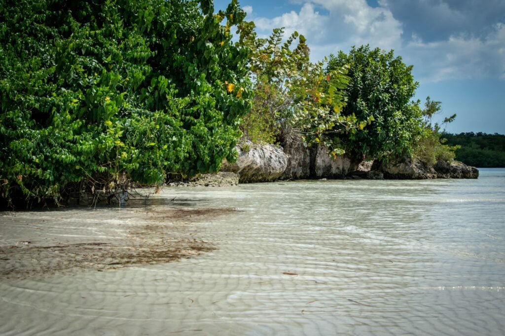 Scenic view of a tranquil beach with lush greenery and clear shallow waters under a bright blue sky.