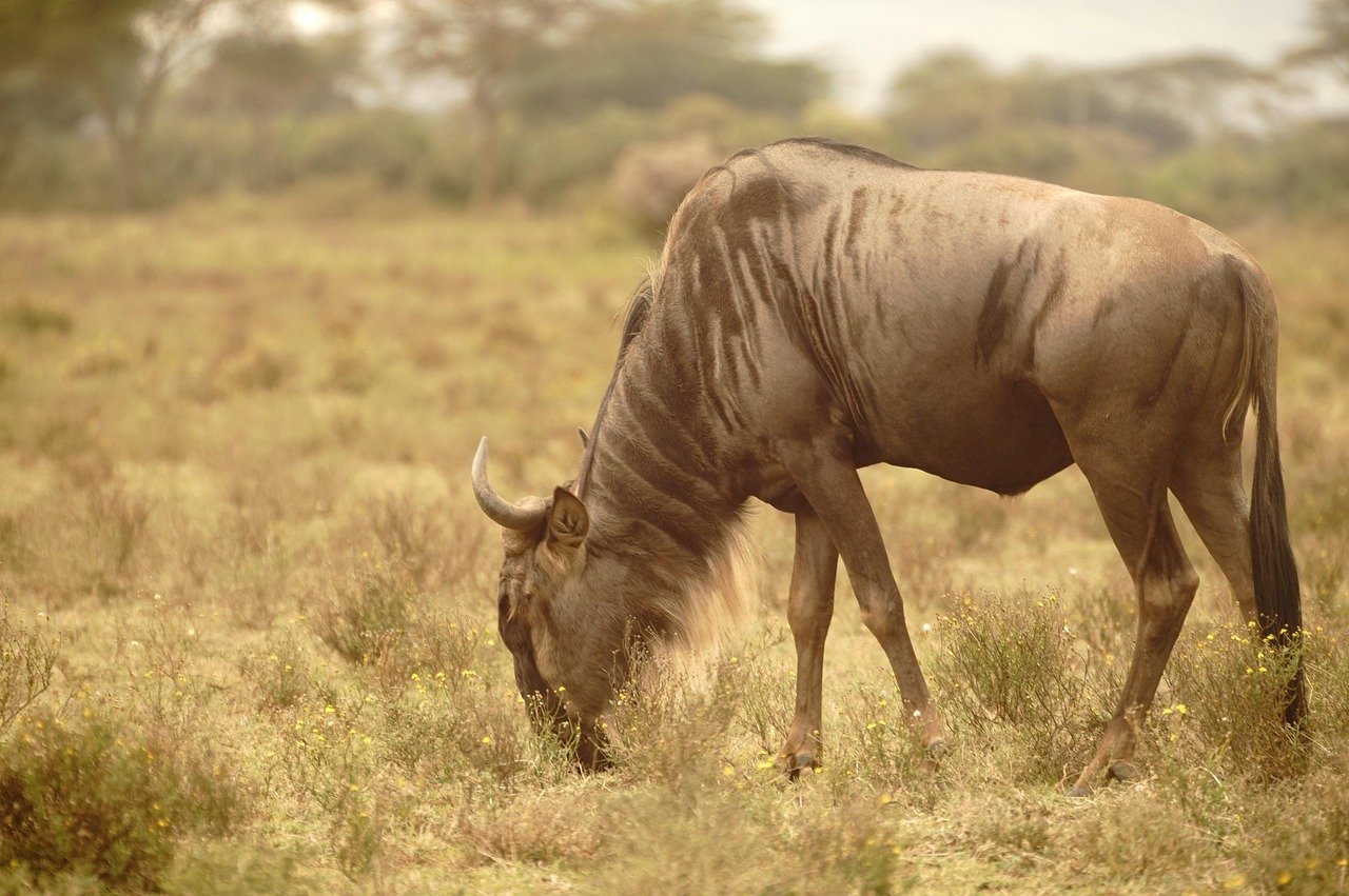 wildebeest, kenya, africa, nature, safari, wildlife, wilderness, savannah, animal, herbivore, mammal, horns, naivasha, naivas