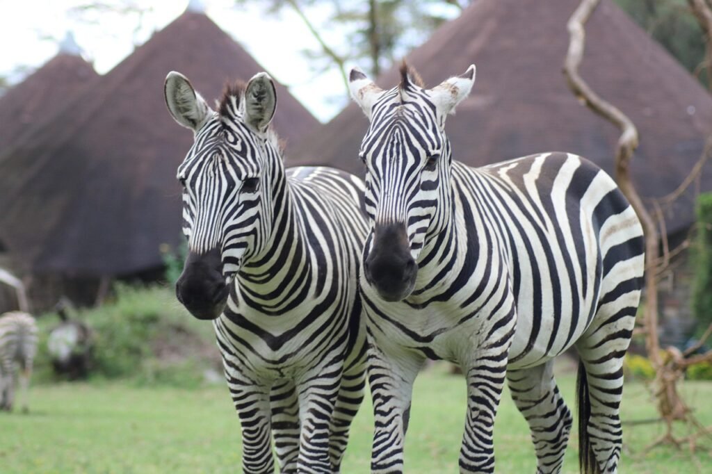 animals, africa, naivasha, kenya, nature, safari, black and white, zebras