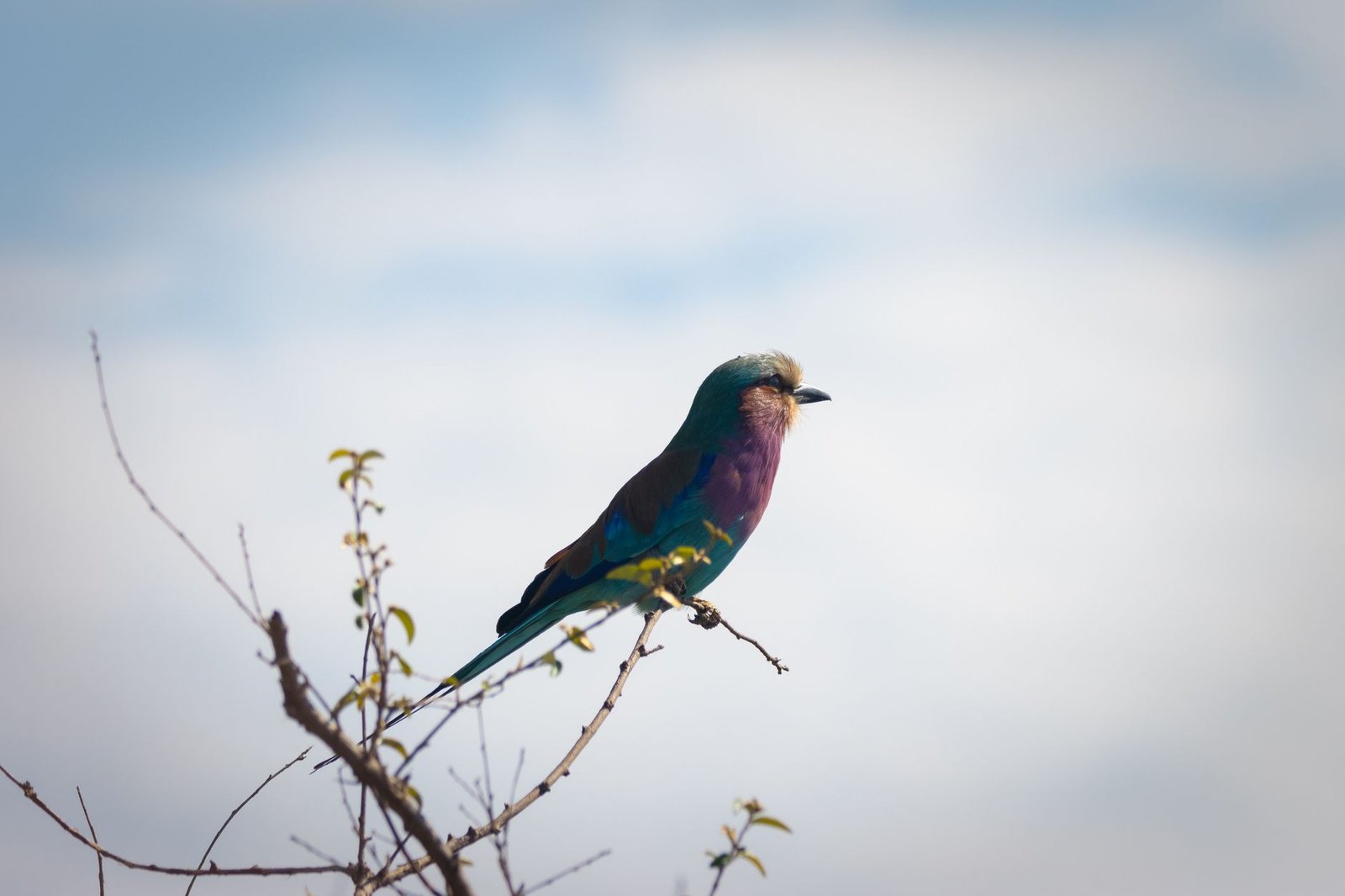 Vibrant lilac-breasted roller perched on a branch against a clear sky in Kenya's Nakuru County.