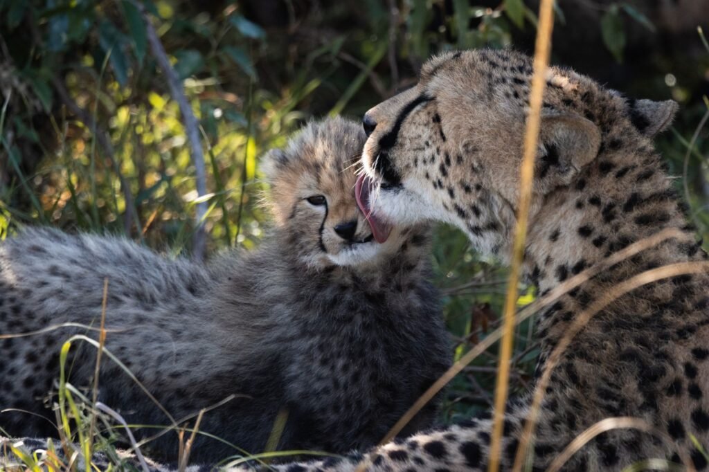 A cheetah mother lovingly licks her cub in the wilds of Nakuru, Kenya.