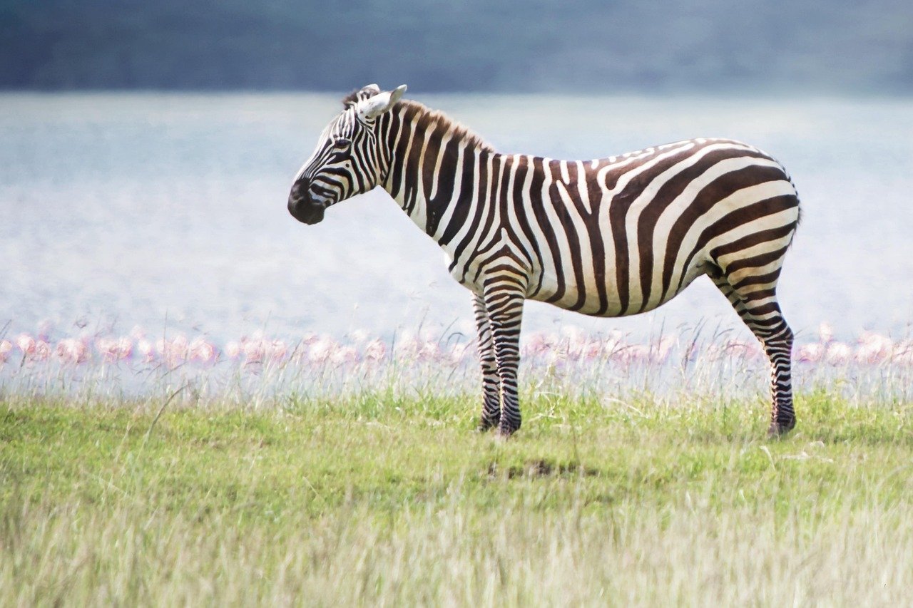animal, zebra, nature, wild life, wild, africa, safari, kenya, nikon