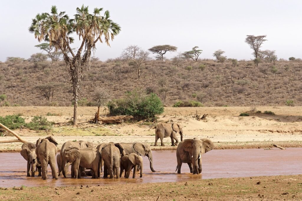 elephant, herd, bath, river, savannah, wild life, kenya, samburu, elephant, elephant, elephant, elephant, elephant, wild life