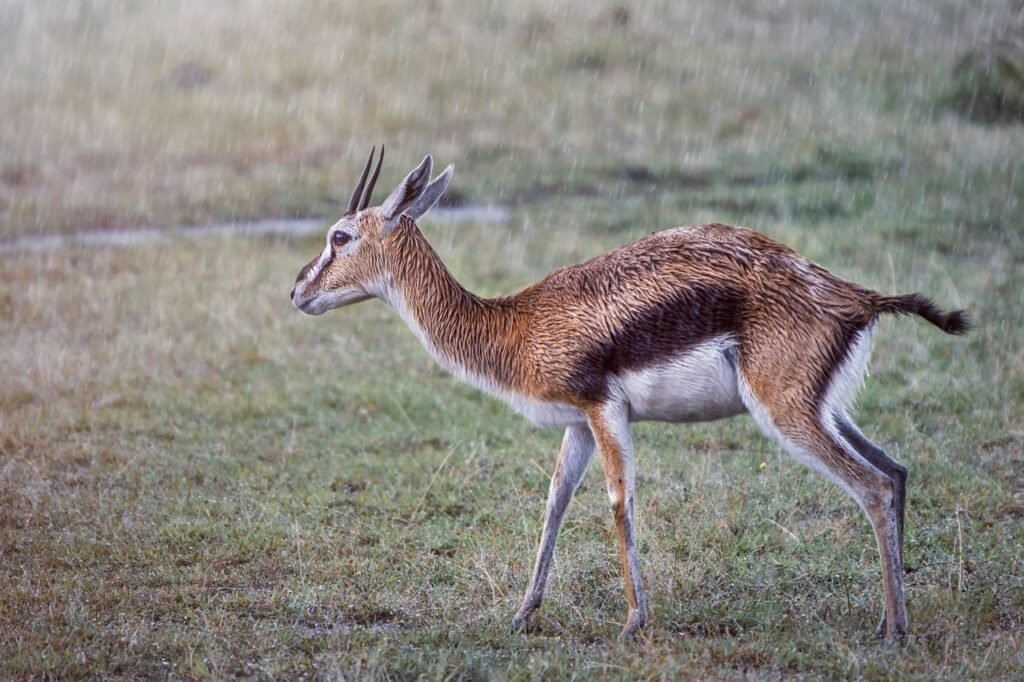 animal, gazelle, africa, wild, wild life, nature, kenya, nikon