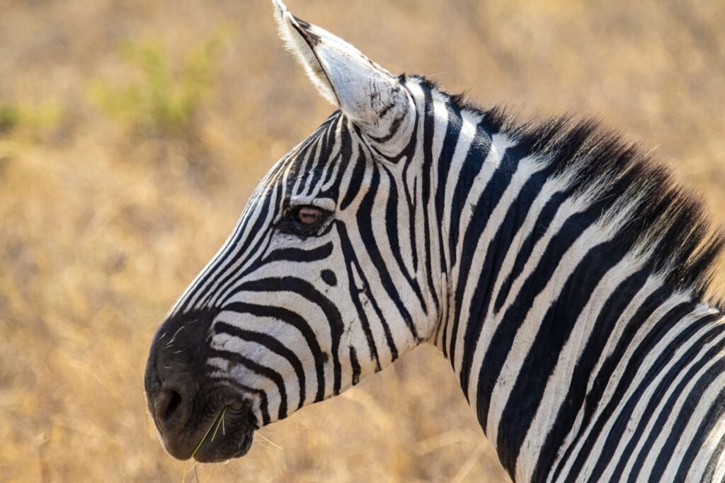 Detailed side profile of a zebra in Nairobi, showcasing distinctive black and white stripes.
