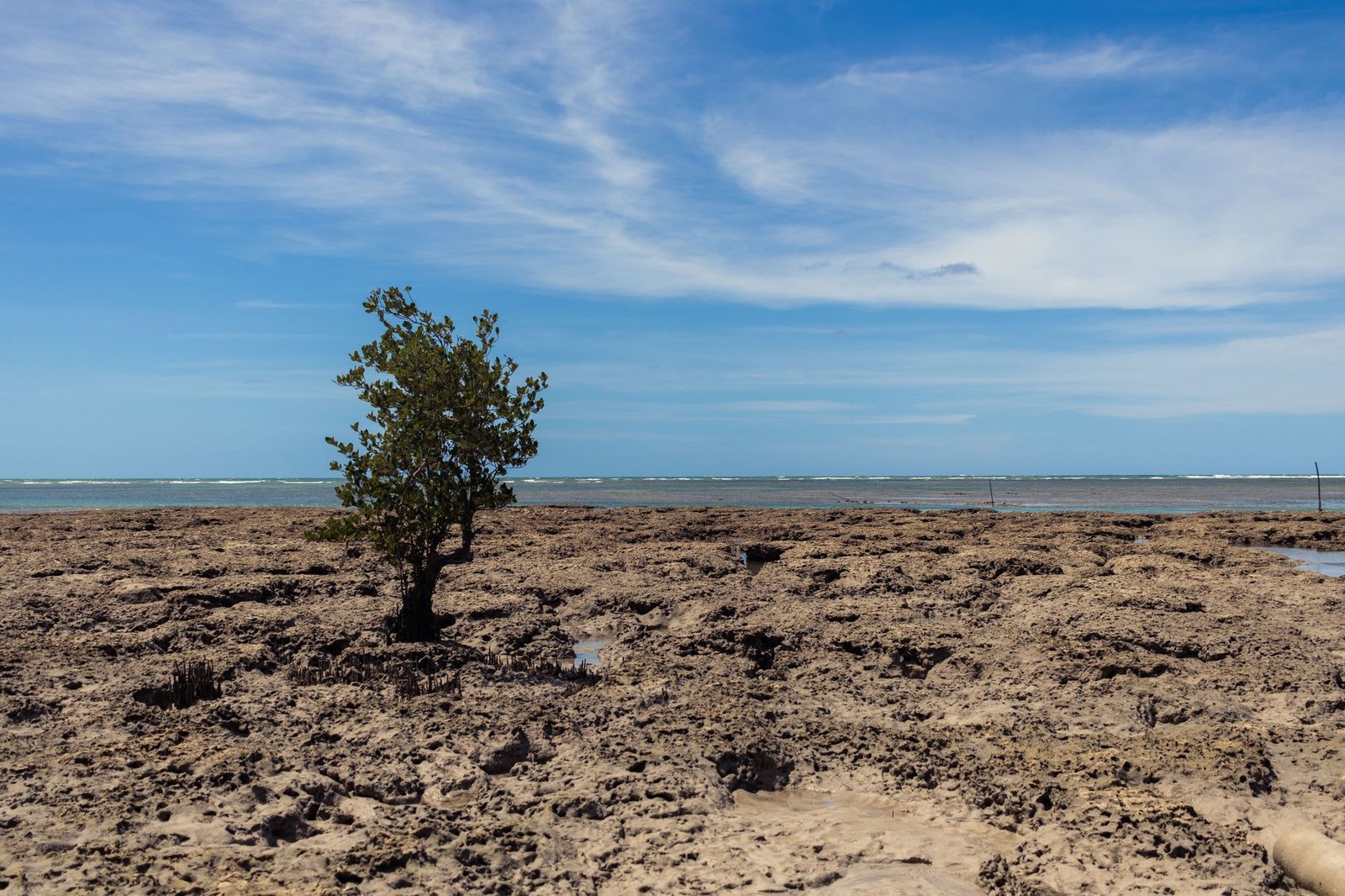 A lone tree stands on a rocky beach in Morro de São Paulo, Bahia, against a clear blue sky.
