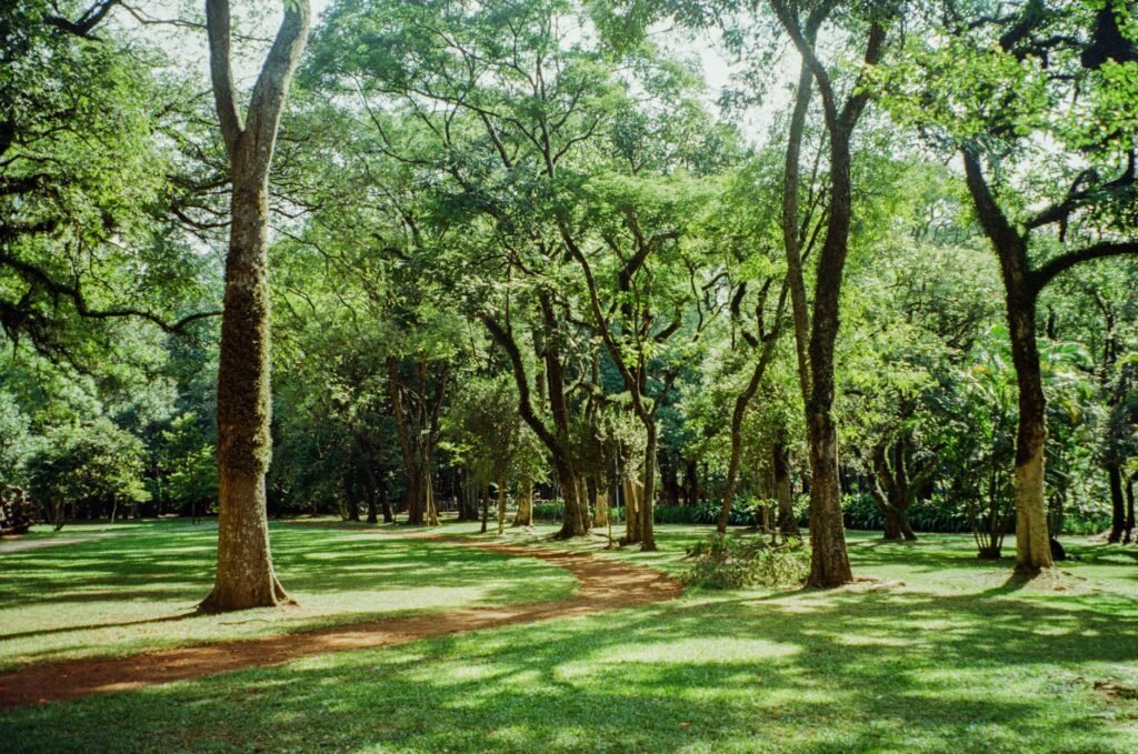 Serene park with a winding pathway amidst lush green trees on a sunny day.