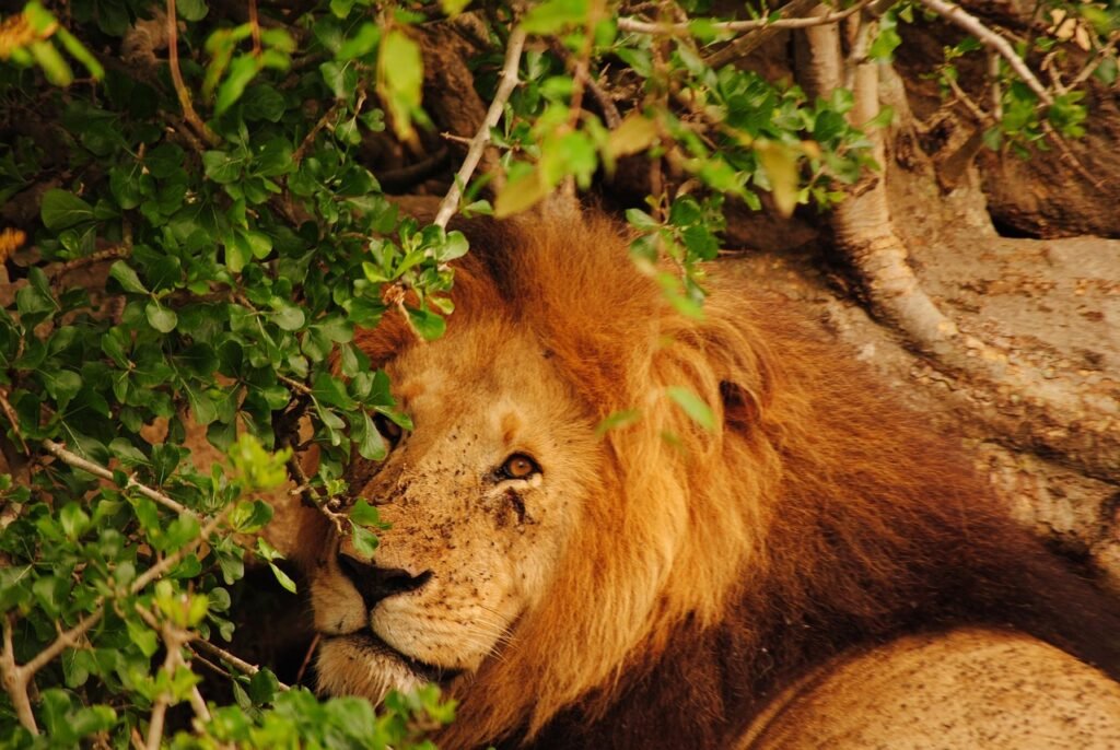 leon, kenya, sheet, africa, animla, predator, leon, leon, leon, leon, leon, kenya