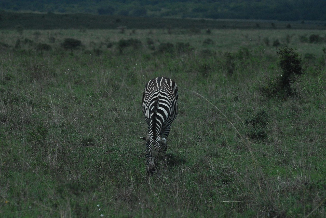zebra, safari, africa, nature, wildlife, wild, stripes, camouflage, striped, kenya, nairobi national park, wilderness, earth