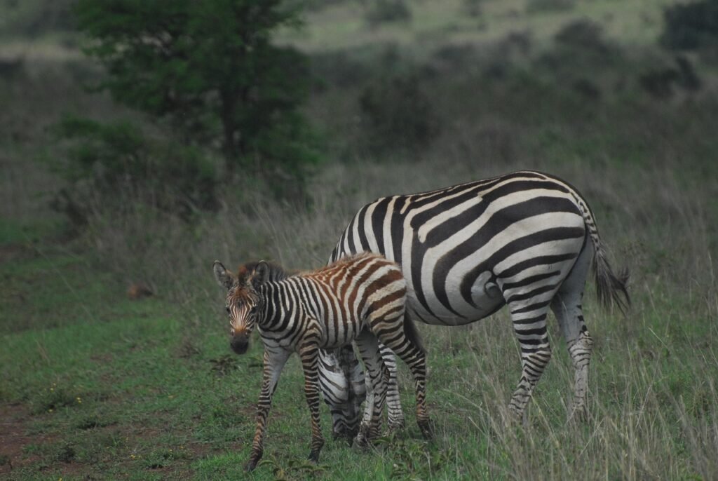 zebra, foal, safari, africa, nature, wildlife, wild, young, stripes, baby, camouflage, striped, kenya, nairobi national park,
