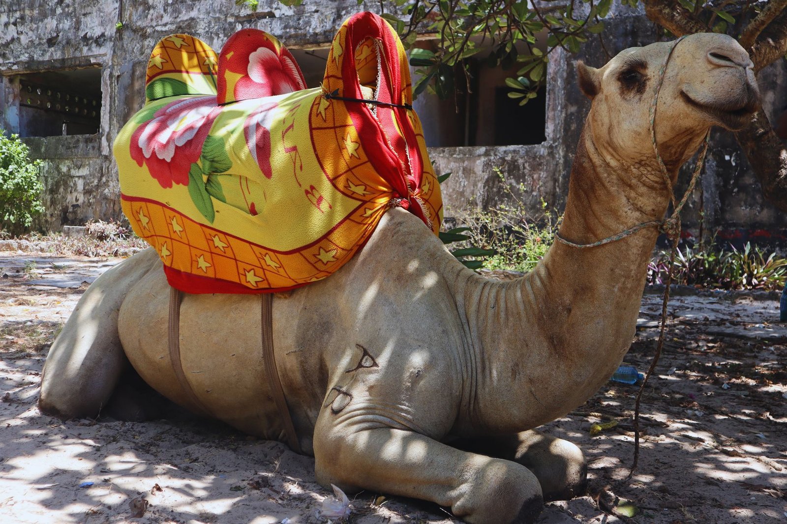 A camel with a vibrant saddle rests in a rural village in Mombasa, Kenya.