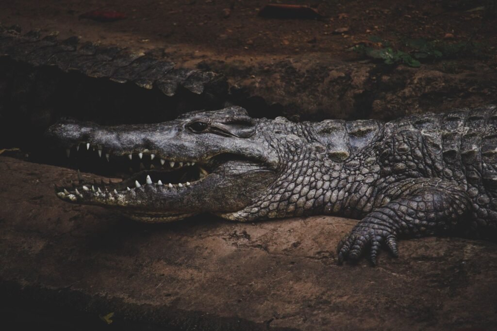 Detailed image of a Nile crocodile resting on a rock in Mombasa, showcasing its rough skin and sharp teeth.