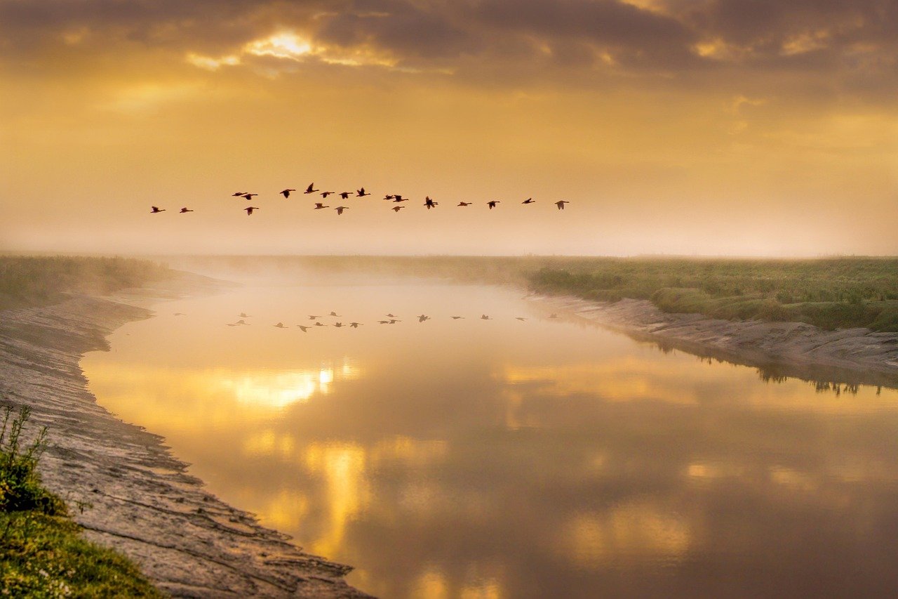 birds in flight, geese, bird, animal, flight, flying, freedom, rivers, water, reflections, sunrise, fog, mist, foggy weather,
