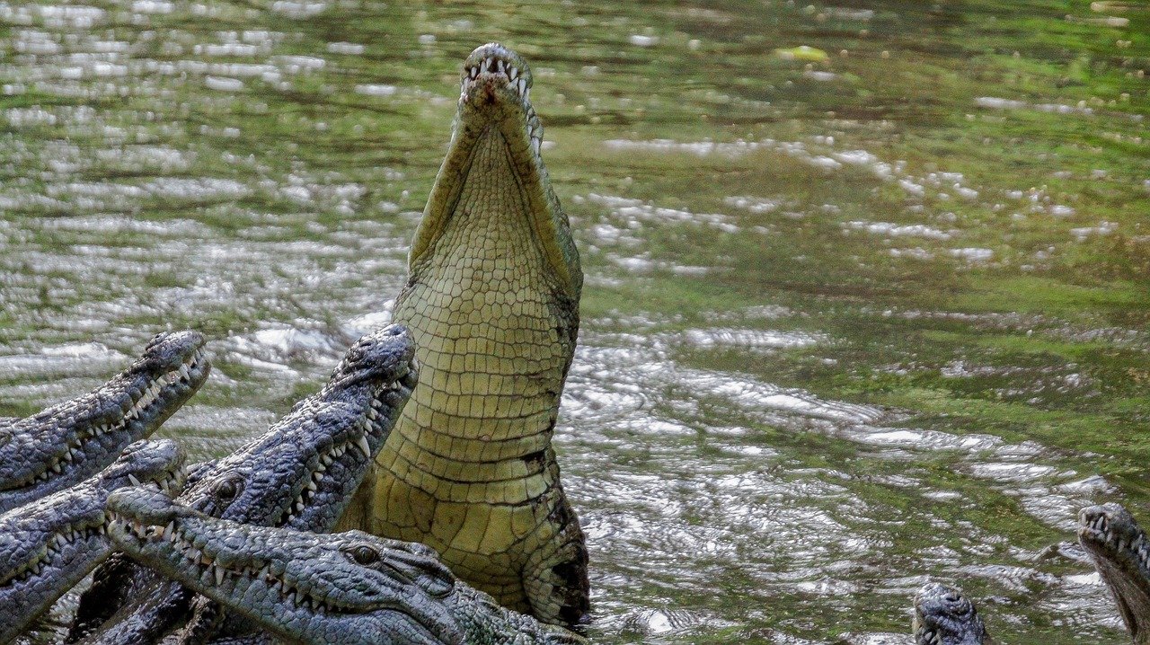 crocodile, nature, wild, wildlife, kenya, mombasa, dayoutke, africa, afrika, kenya, mombasa, mombasa, mombasa, mombasa, momba