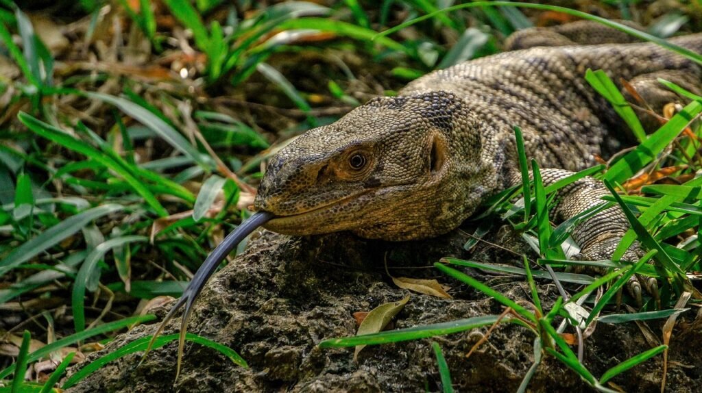 alligator, reptile, tongue, wild, wildlife, kenya, mombasa, dayoutke, africa, afrika, mombasa, mombasa, mombasa, mombasa, mom