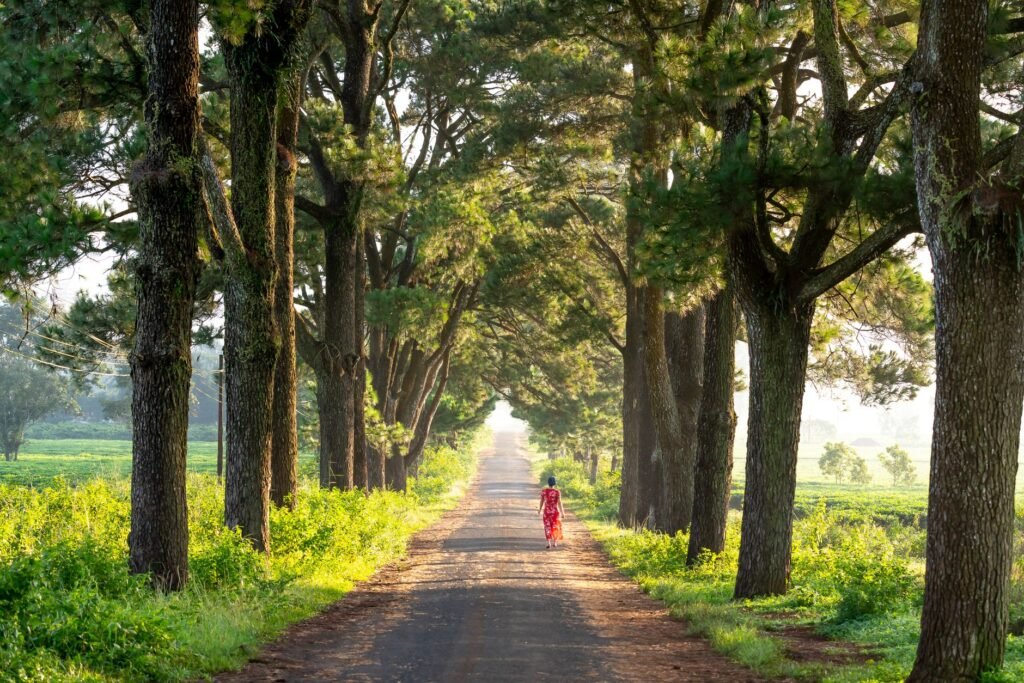 Anonymous distant female strolling on rural road among tall thick trees growing on grassy ground in suburb area of countrysid