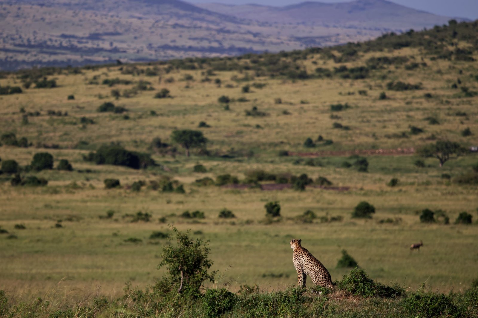 A lone cheetah surveys the vast savannah landscape of Kenya's Masai Mara, showcasing the wild beauty of Africa.