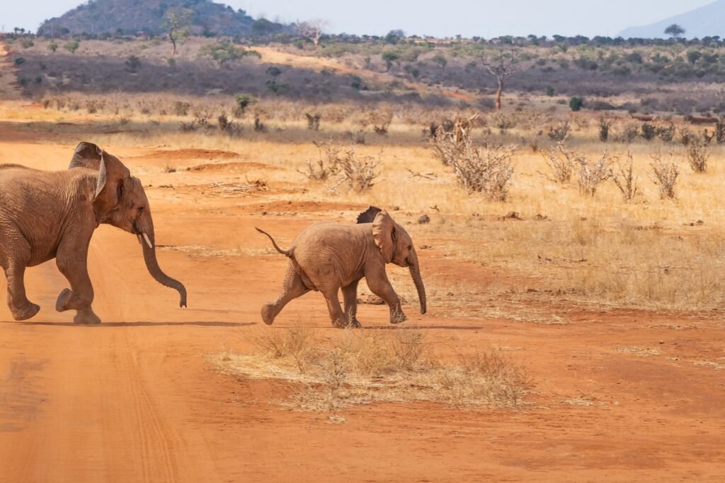 safari, elephant, landscape, nature, africa, savannah, wilderness, animal world, steppe, wild, kenya, baby elephant, flock, a