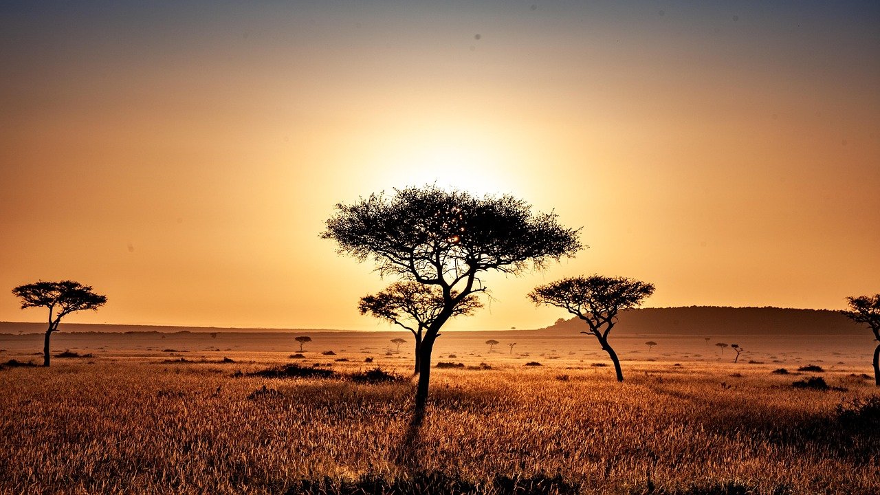 kenya, savannah, safari, africa, wilderness, national park, nature, landscape, sunset, tree, beautiful, sun, kenya, kenya, ke