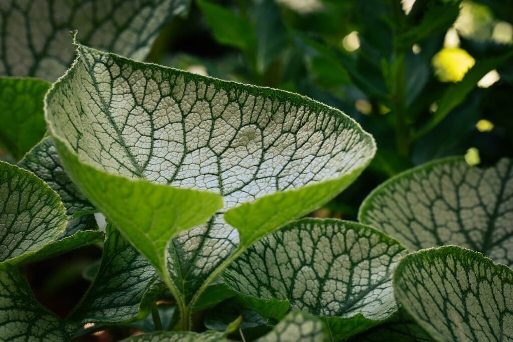 leaves, green, macro, texture, natural, biology, veining, details, growth, trees, ecology, organic, nature, outdoor, ivy, gar