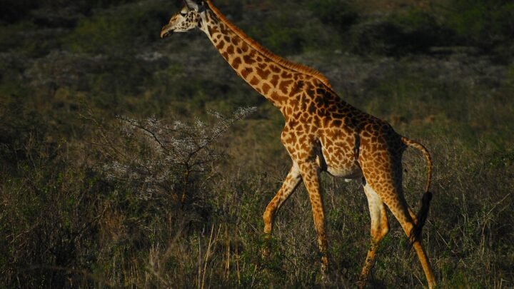 Romantic Ways to Make Someone Feel Valued in Nairobi